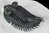Coltraneia Trilobite Fossil - Huge Faceted Eyes #108218-4